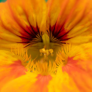 Atlanta Botanical Gardens – Gainesville