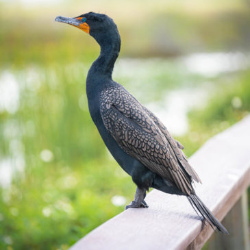 Everglades National Park – Royal Palm (Anhinga Trail & Gumbo Limbo Trail)
