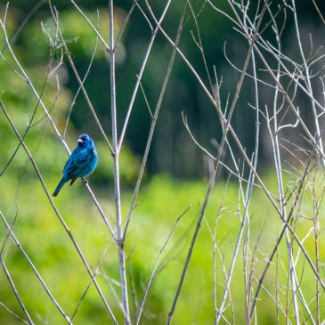 Johnson Creek Greenway